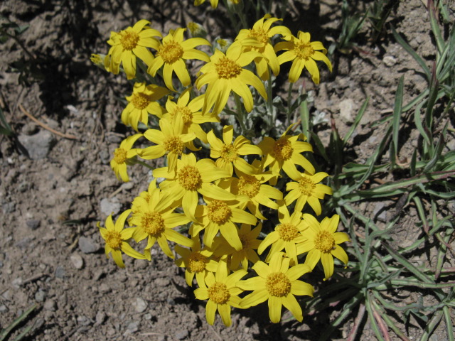 Sierra Flower, Yellow, Sierra Arnica, Murray Canyon, Carson Iceberg Wilderness.